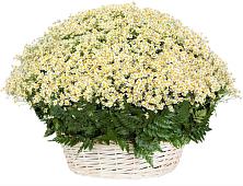 Цветочная композиция из Ромашки в корзине #REPLACE_PRED# Горные Ключи